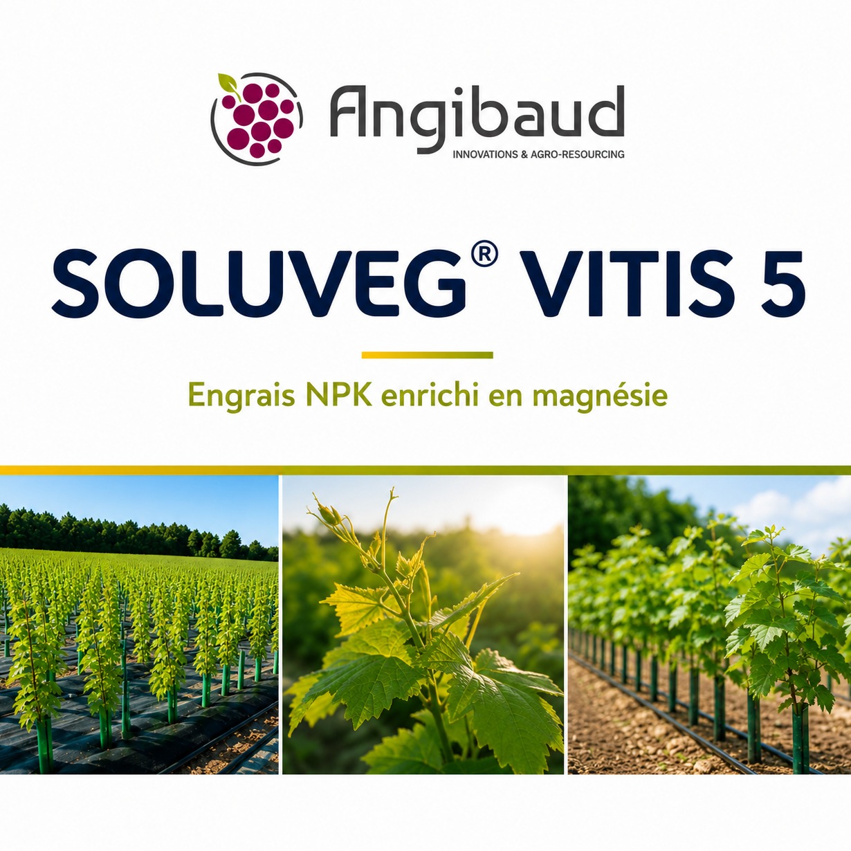 Engrais SOLUVEG® VITIS 5
