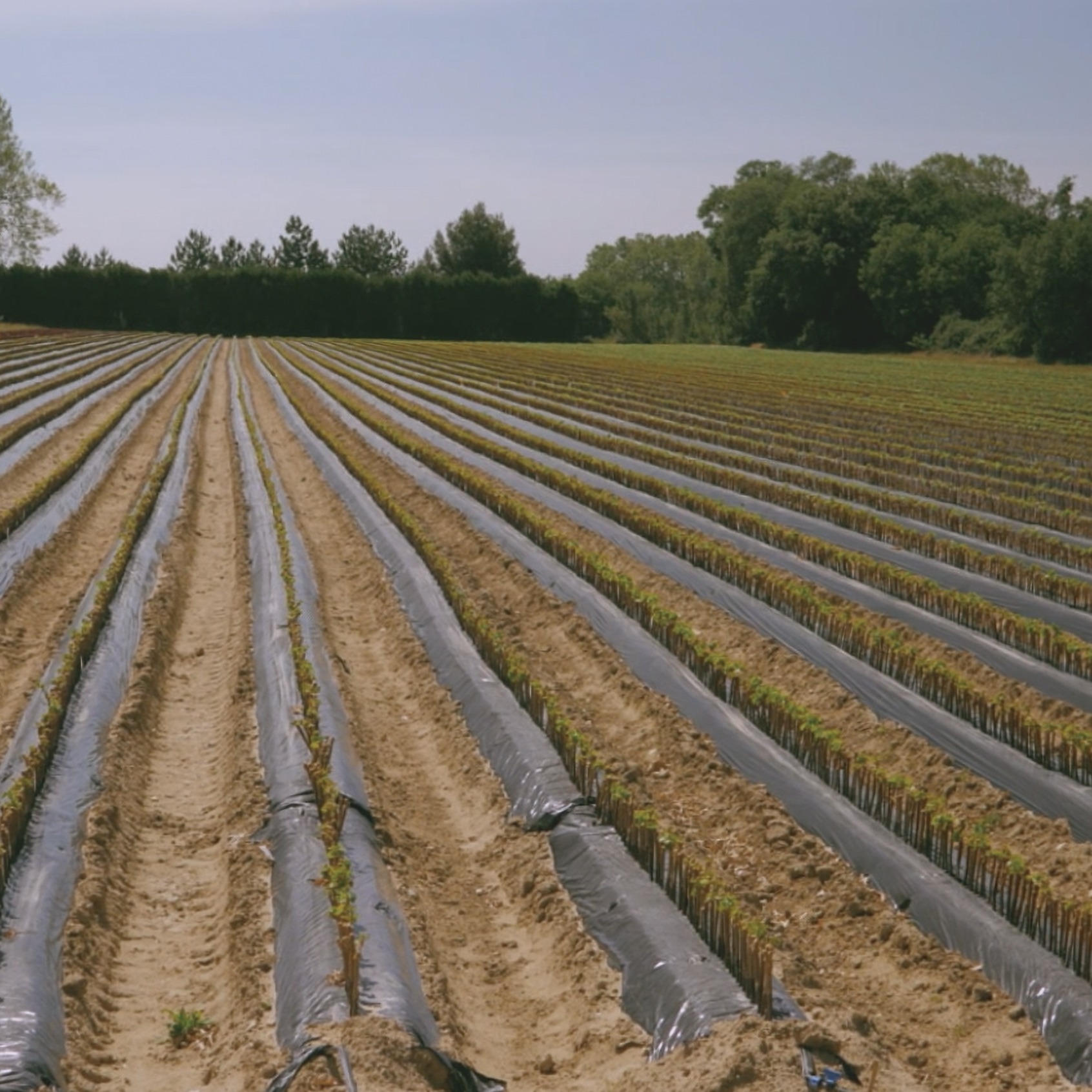 Paillage pépinière PNPV